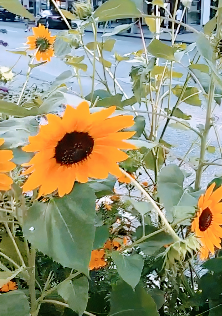 Sunflowers In Vase Premium Bodycon Dress - Impressionist Collection